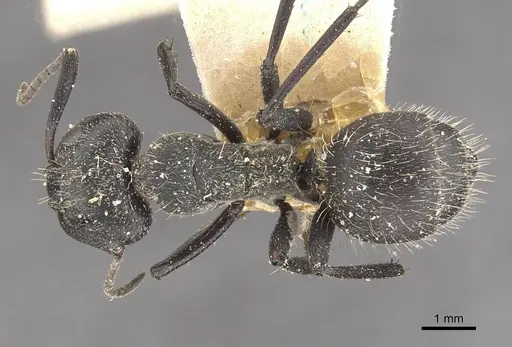 Camponotus crucheti specimen