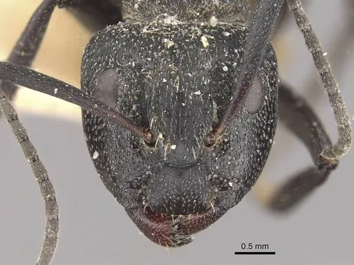 Camponotus crucheti specimen