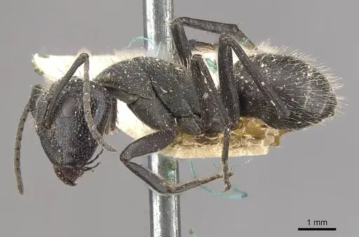 Camponotus crucheti specimen
