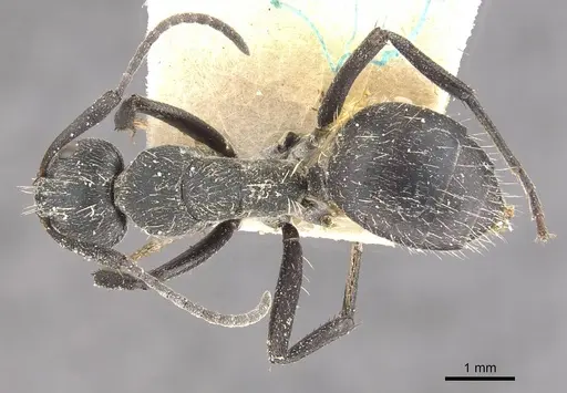 Camponotus crucheti - CASENT0910470