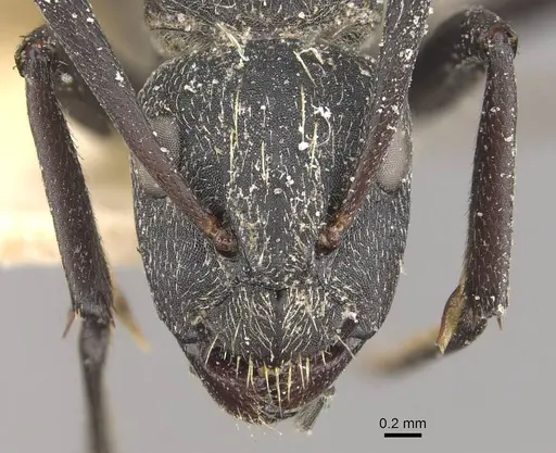 Camponotus crucheti - CASENT0910470