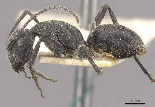 Camponotus crucheti - CASENT0910470
