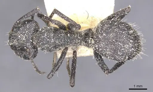 Camponotus crucheti - CASENT0911832