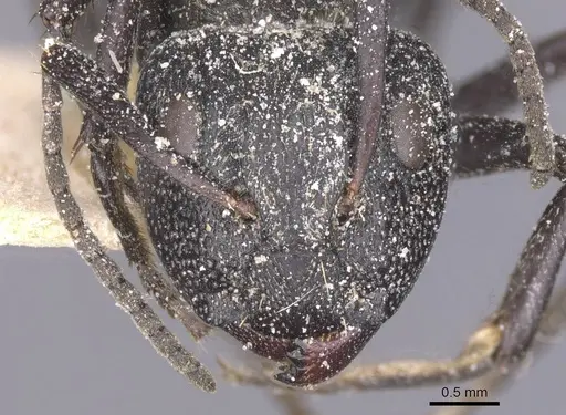 Camponotus crucheti - CASENT0911832