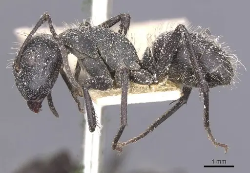 Camponotus crucheti - CASENT0911832