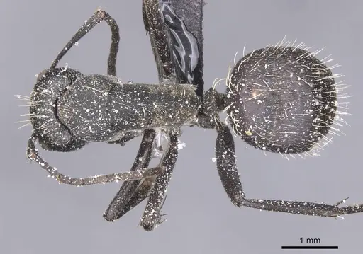 Camponotus crucheti - CASENT0911833