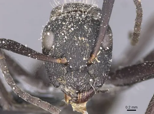 Camponotus crucheti - CASENT0911833