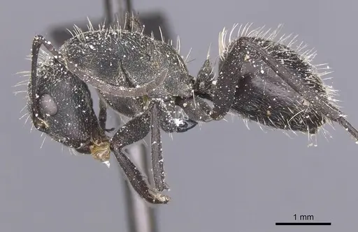 Camponotus crucheti - CASENT0911833