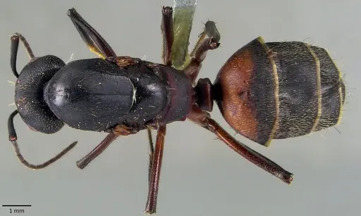 Camponotus cruentatus specimen