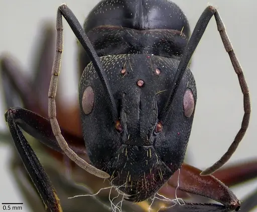 Camponotus cruentatus specimen
