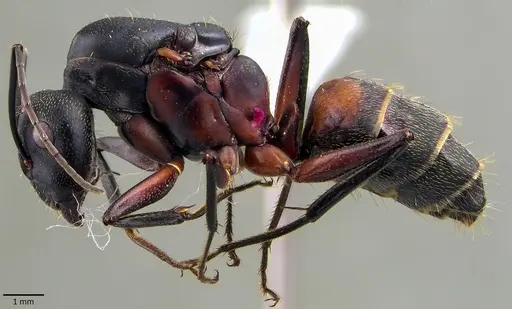 Camponotus cruentatus specimen