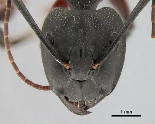 Camponotus cruentatus - CASENT0882009