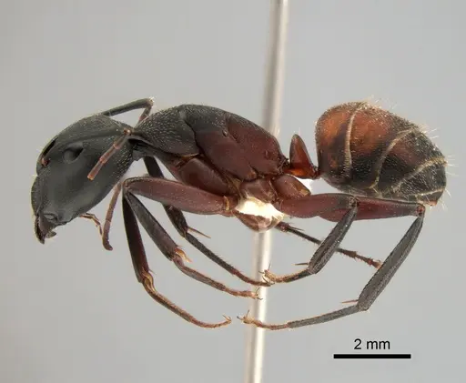Camponotus cruentatus - CASENT0882009