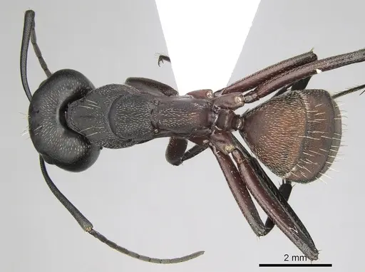 Camponotus cruentatus - CASENT0906066