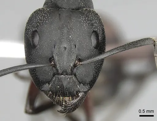 Camponotus cruentatus - CASENT0906066