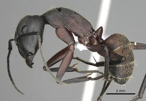 Camponotus cruentatus - CASENT0906066