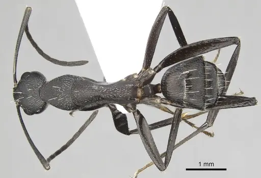 Camponotus cruentatus - CASENT0906067