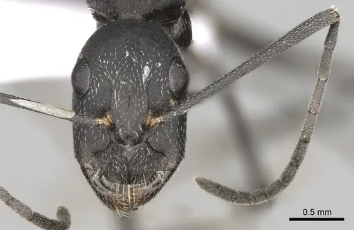 Camponotus cruentatus - CASENT0906067