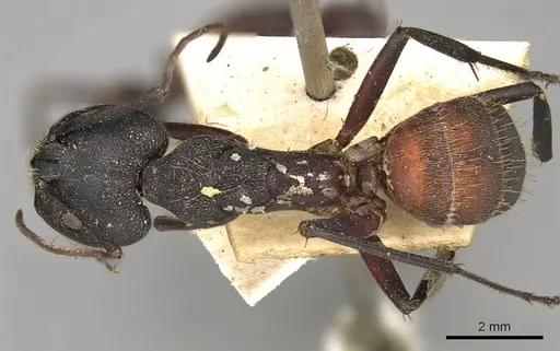 Camponotus cruentatus - CASENT0906990