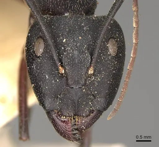 Camponotus cruentatus - CASENT0906990