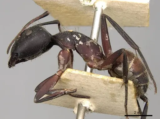 Camponotus cruentatus - CASENT0906990