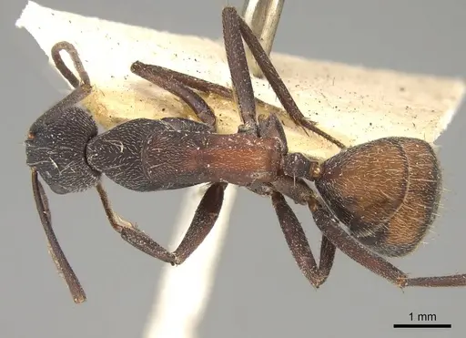 Camponotus cruentatus - CASENT0906991