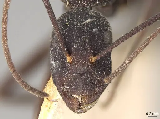 Camponotus cruentatus - CASENT0906991