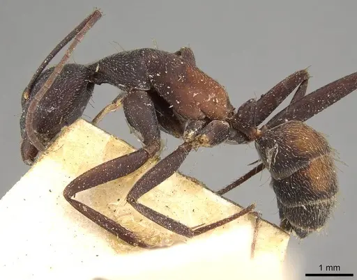 Camponotus cruentatus - CASENT0906991