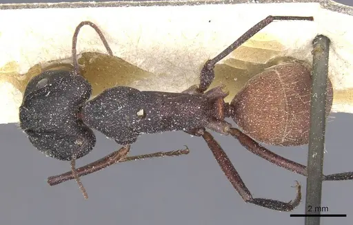 Camponotus cruentatus - CASENT0911763