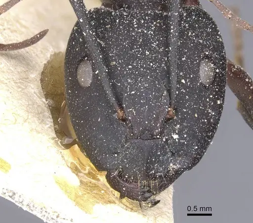 Camponotus cruentatus - CASENT0911763