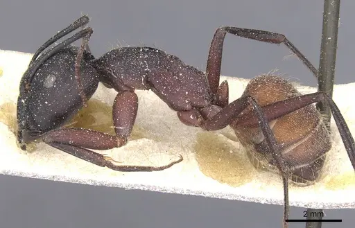 Camponotus cruentatus - CASENT0911763