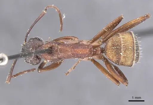 Camponotus cruentatus - CASENT0911764