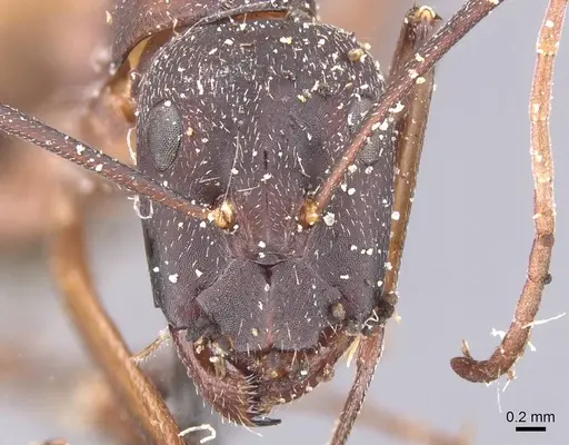 Camponotus cruentatus - CASENT0911764