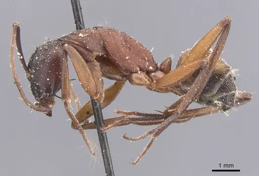 Camponotus cruentatus - CASENT0911764