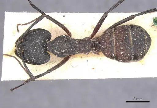 Camponotus cruentatus - CASENT0911765