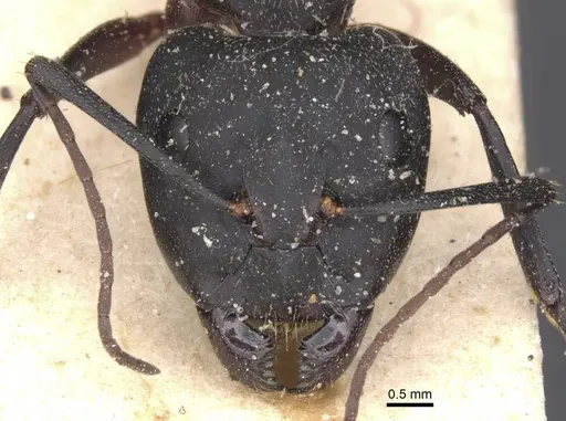 Camponotus cruentatus - CASENT0911765
