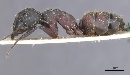 Camponotus cruentatus - CASENT0911765