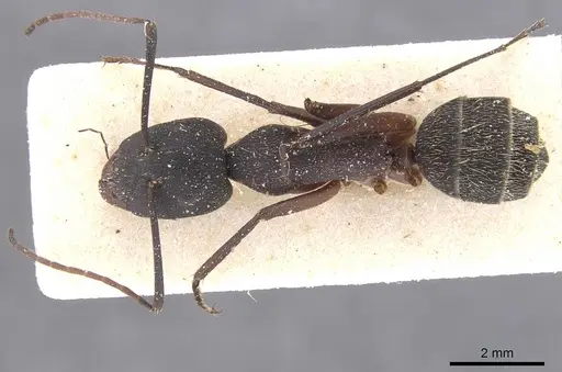 Camponotus cruentatus - CASENT0911766