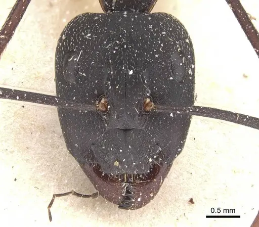 Camponotus cruentatus - CASENT0911766
