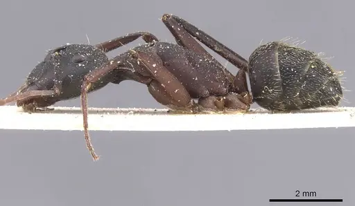 Camponotus cruentatus - CASENT0911766