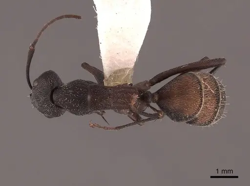 Camponotus cruentatus - FMNHINS0000045747