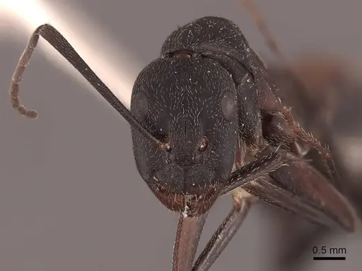 Camponotus cruentatus - FMNHINS0000045747