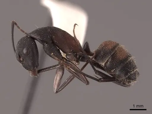 Camponotus cruentatus - FMNHINS0000045747