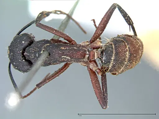 Camponotus cruentatus - FOCOL0098