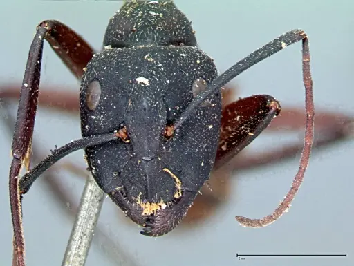 Camponotus cruentatus - FOCOL0098
