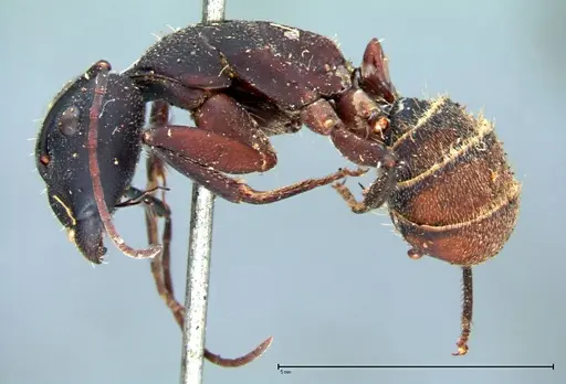 Camponotus cruentatus - FOCOL0098