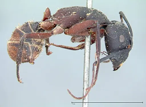Camponotus cruentatus - FOCOL0098