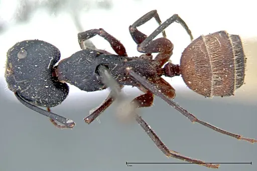 Camponotus cruentatus - FOCOL0099