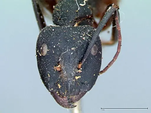 Camponotus cruentatus - FOCOL0099