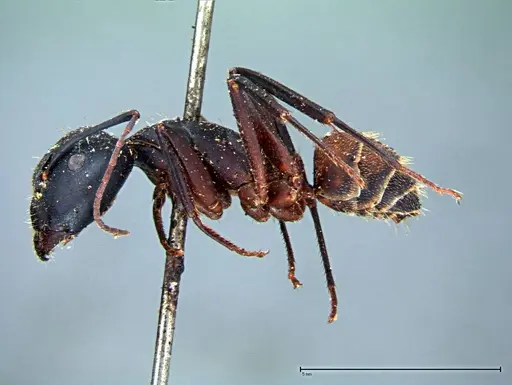 Camponotus cruentatus - FOCOL0099